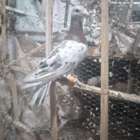 کبوتر جفتی