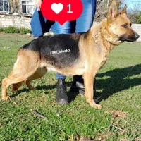 ژرمن ماده ورک فروش فوری فقط ۱۰ ت