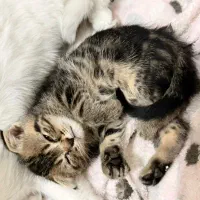 فروش گربه ی نژاد اسکاتیش نر دو ماهه