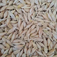 جو وگندم بومی توپر