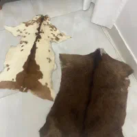 پوست شکار اصل نو نوتزئینی