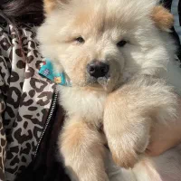 سگ چاوچاو|سگ|کرج, عظیمیه|دیوار