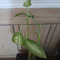دو عدد دیفن ریشه دار توی اب باهم ۱۵۰ هزار