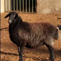 گوسفند زنده قصاب رایگان