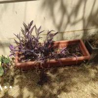 گلدان طبیعی تعدادی