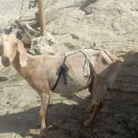 چند مری سانن همراه چند تا پاچن بزرگ و کوچک