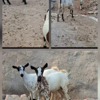 حیووان