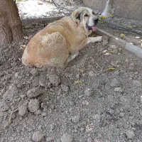 یک عدد سگ آلابای