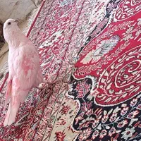 کفتر