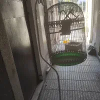 قفس