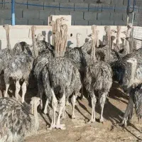 پیش فروش شتر مرغ شرکت زریین طیور امینی در کردستان