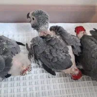 جوجه کاسکو‌ دم قرمز سرلاکی یک ماهه