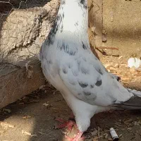 کبوتر نر
