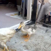 مرغ و خروس