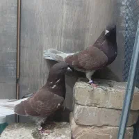 کفتر نرو ماده