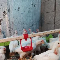فروش جوجه تخم گذار 40روزه