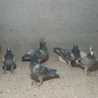 ۵عددالمانی جوان ۲ماده ۳نرگلبهارهمش ۳ملیون