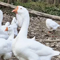 تخم قوغاز خالماگور