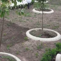 دور درختی پلیمری