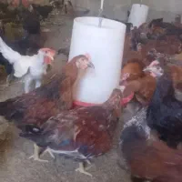 خروس و مرغ و جوجه محلی