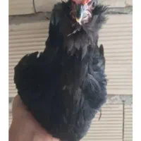 نیمچه خروس ۴ماهه