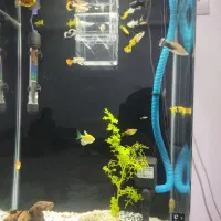 توجه ماهی همه مدل همه سایز همه نوع فقط .50.