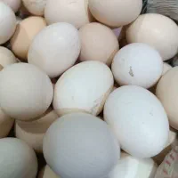 تخم مرغ محلی