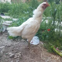 لاری .دوچرخه.موتور