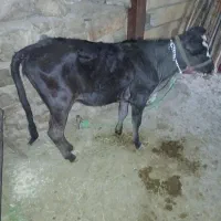 گوساله پرواری