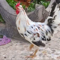 خروس گلین