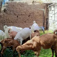 چند عدد گوسفند فروشی