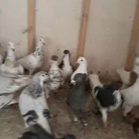 کفتر پرشی