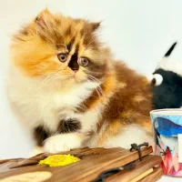 گربه پرشین کوچولو