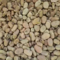 باقالی خشک .هسته خرما .کلم.چغندر سبوس برنج