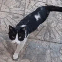 گربه