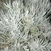 رزماری درجه یک و روغن رزماری