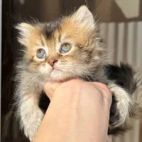 گلدبلک بریتیش ماده