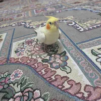 عروس هلندی شاه تخم