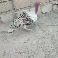 2عدد بوقلمون نر