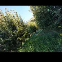 فروش باغ وباغچه