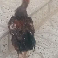 خروس لاری