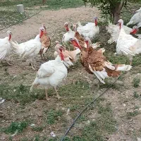 بوقلمون