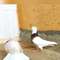 کبوتر