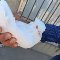کبوتر ماده