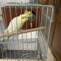 یک جفت عروس هلندی