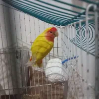 طوطی