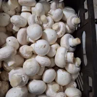 کارگر ساده حهت کارخانه قارچ در محدوده شهرری