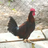 خروس