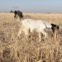 بیگ|حیوانات مزرعه|شوشتر, |دیوار