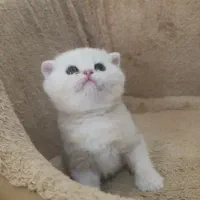 نیازمند وسایل حیوانات برای راه اندازی پت شاپ